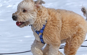 愛爾蘭軟毛梗喂什么 愛爾蘭軟毛梗喂食要點