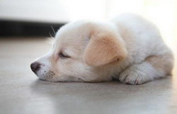 犬瘟熱的治療方法