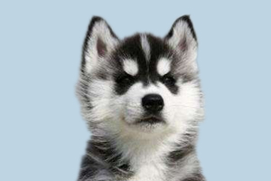 怎么給哈士奇補(bǔ)鈣