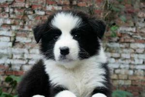 邊牧怎么看年齡大小