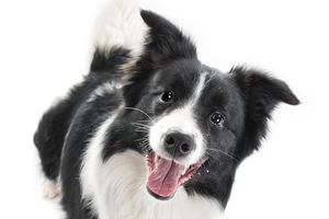 怎么區(qū)分邊牧