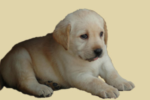 怎樣挑拉布拉多