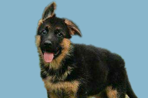 德牧怎么養(yǎng)才長得好