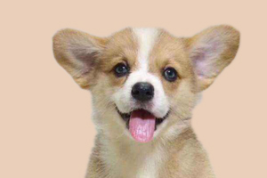 如何鑒別柯基犬