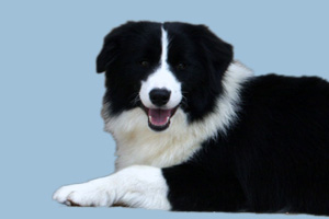 邊牧有什么缺點(diǎn)