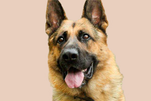 德牧犬不愛吃食怎么辦