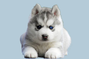 怎么給哈士奇吹干