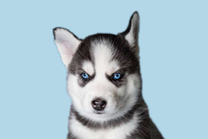 怎么給哈士奇增肥