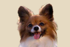 怎么判斷蝴蝶犬