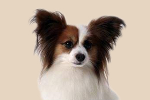 如何判斷蝴蝶犬的年齡