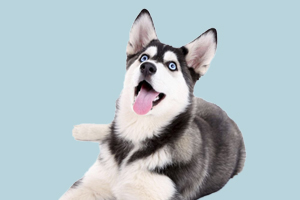 怎么給哈士奇換狗糧