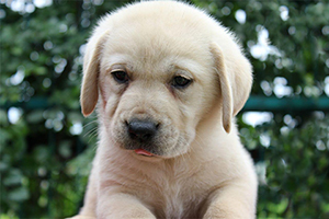 如何辨別拉布拉多真假