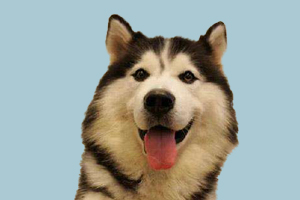 怎么給哈士奇打理毛發(fā)