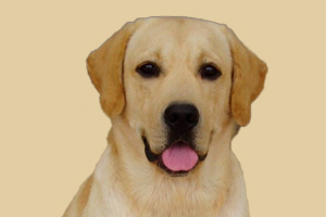 拉布拉多不愛吃飯?jiān)趺崔k