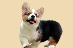 怎么區(qū)分柯基犬