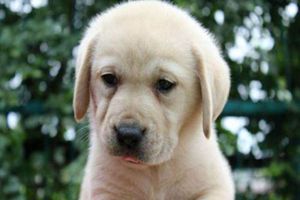 拉布拉多掉毛嚴(yán)重怎么辦