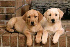 拉布拉多淚痕怎么去除