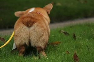 如何訓(xùn)練小狗在外排便