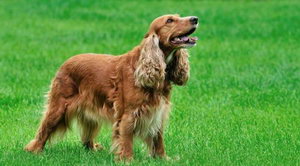 美國(guó)可卡犬吃什么狗糧好 美國(guó)可卡犬狗糧選擇推薦