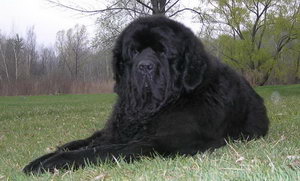 紐芬蘭犬怎么美容 紐芬蘭犬美容流程