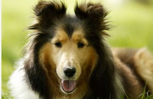 喜樂(lè)蒂怎么美容 喜樂(lè)蒂牧羊犬美容方法介紹