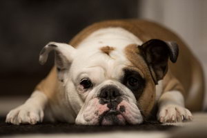 老年法斗怎么照顧 老年法國斗牛犬養(yǎng)護注意事項