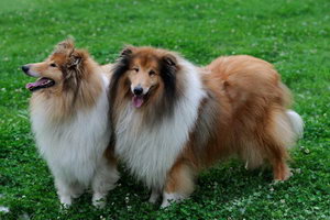 蘇格蘭牧羊犬毛發(fā)怎么打理 蘇格蘭牧羊犬毛發(fā)打理方法