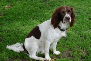 史賓格犬如何訓(xùn)練接飛盤