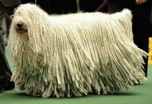 可蒙犬毛發(fā)怎么護(hù)理 可蒙犬毛發(fā)梳理修剪方法