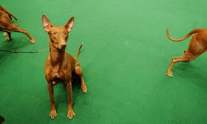 法老王獵犬怎么護(hù)理毛發(fā) 法老王獵犬毛發(fā)護(hù)理方法