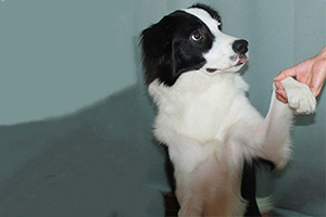 邊境牧羊犬如何訓(xùn)練握手
