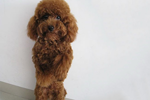 狗狗罰站怎么訓(xùn)練