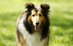 喜樂蒂吃什么狗糧 喜樂蒂牧羊犬狗糧選擇推薦