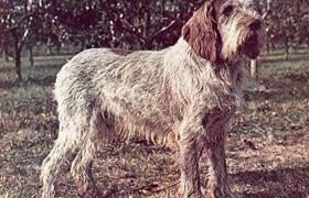 史畢諾犬怎么養(yǎng)  史畢諾犬飼養(yǎng)要點