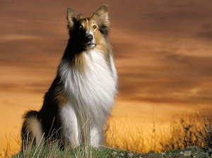 蘇格蘭牧羊犬怎么美容 蘇格蘭牧羊犬美容方法