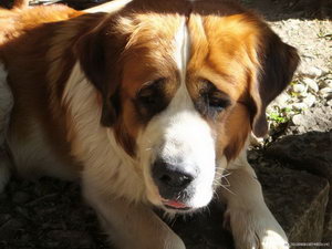 圣伯納犬牙齒怎么清潔 圣伯納犬牙齒護(hù)理方法