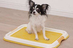 狗狗訓(xùn)練大小便步驟有哪些