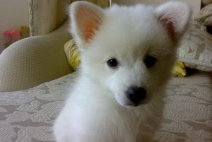 銀狐犬毛發(fā)怎么養(yǎng)護(hù) 銀狐犬毛發(fā)護(hù)理方法