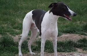 惠比特犬怎么養(yǎng) 惠比特犬飼養(yǎng)心得分享