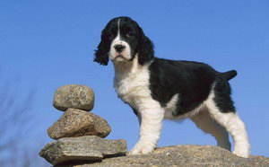 史賓格幼犬怎么養(yǎng)護(hù) 史賓格幼犬照顧護(hù)理技巧