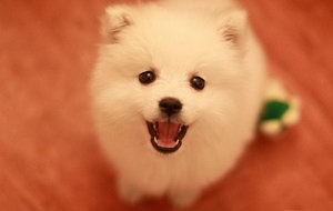 銀狐犬臀部毛發(fā)怎么剪 銀狐犬臀部毛發(fā)護(hù)理方法