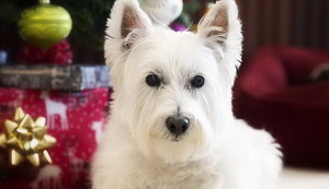 西高地白梗怎么養(yǎng) 西高地白梗飼養(yǎng)心得