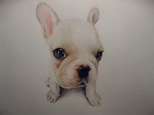 法斗夏季怎么護(hù)理 法國(guó)斗牛犬夏天護(hù)理方法