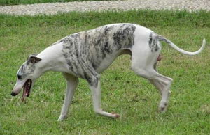 惠比特犬怎么洗澡 惠比特犬洗澡方法