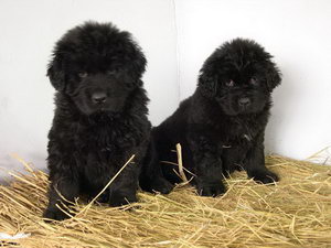 紐芬蘭犬怎么養(yǎng) 紐芬蘭犬飼養(yǎng)心得