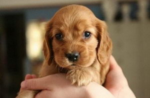 美國(guó)可卡幼犬怎么養(yǎng) 剛出生的美國(guó)可卡犬喂養(yǎng)方法