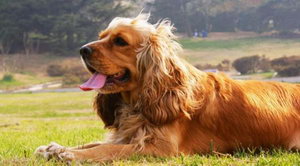 美國(guó)可卡犬怎么養(yǎng) 美國(guó)可卡犬飼養(yǎng)方法