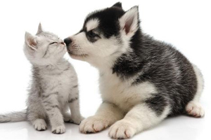 貓狗打架怎么辦