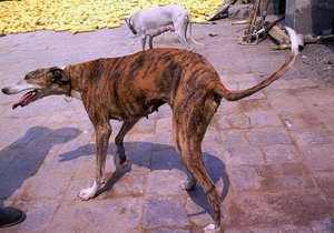 格力犬幼犬吃什么好 靈緹犬幼犬飲食注意事項