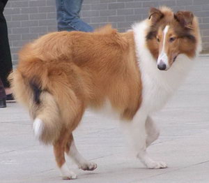 蘇格蘭牧羊犬怎么養(yǎng) 蘇格蘭牧羊犬飼養(yǎng)方法